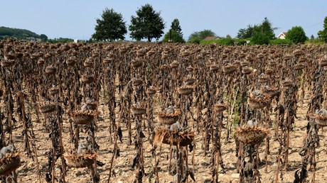 Sécheresse et canicules en France : le gouvernement envisage des «prêts» garantis ou bonifiés aux agriculteurs ayant perdu leur récolte