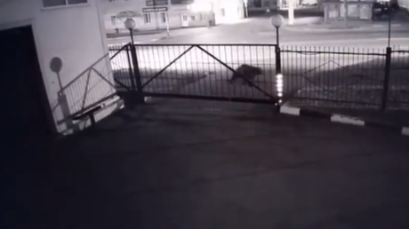 Russie : un jeune homme échappe de peu à l'attaque d'un ours dans les rues de Magadan