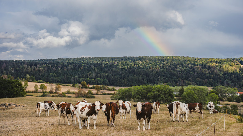 Shamonda : un nouveau virus se propage rapidement chez les bovins français
