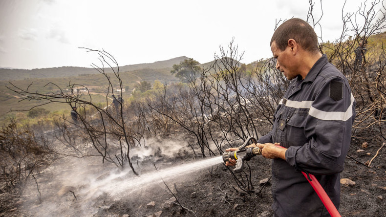 Tunisie : plus de 15 000 hectares de forêts sont partis en fumée durant l'été 2026