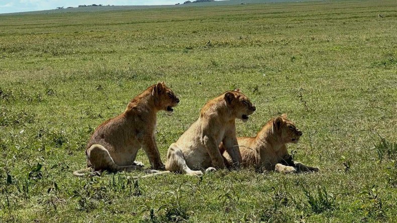 Tanzanie : dix lions retrouvés morts, un empoisonnement suspecté