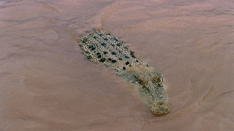 Jeux olympiques de Brisbane 2032 : les épreuves d’aviron et de canoë sprint se dérouleront dans une rivière peuplée de crocodiles