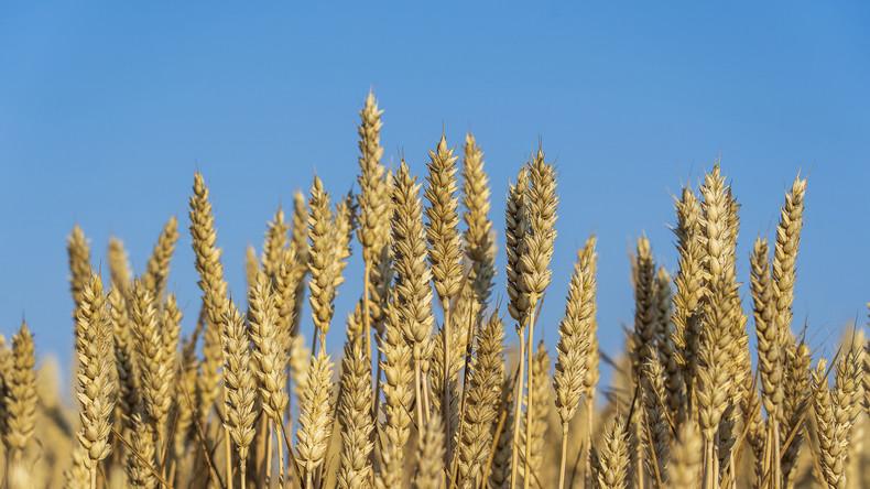 Crise agricole en Ukraine : Varsovie et Bucarest ferment la porte à de nouvelles aides à l'exportation des céréales