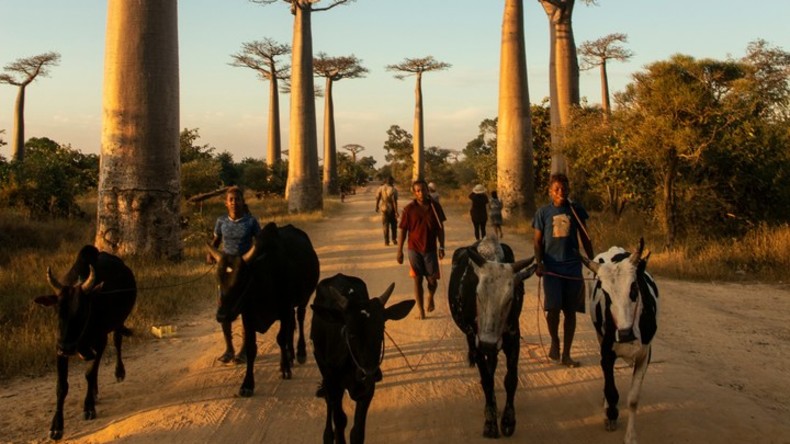 Madagascar : un risque de forte sécheresse avant des pluies excédentaires