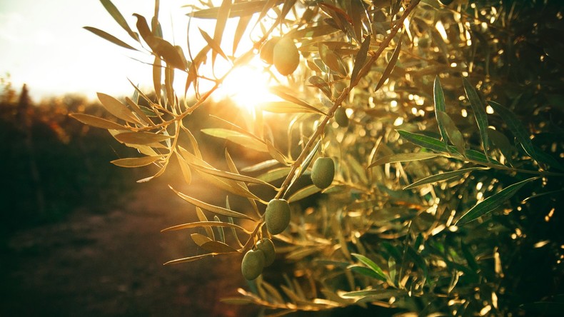 Tunisie : la production d’olives attendue en forte baisse