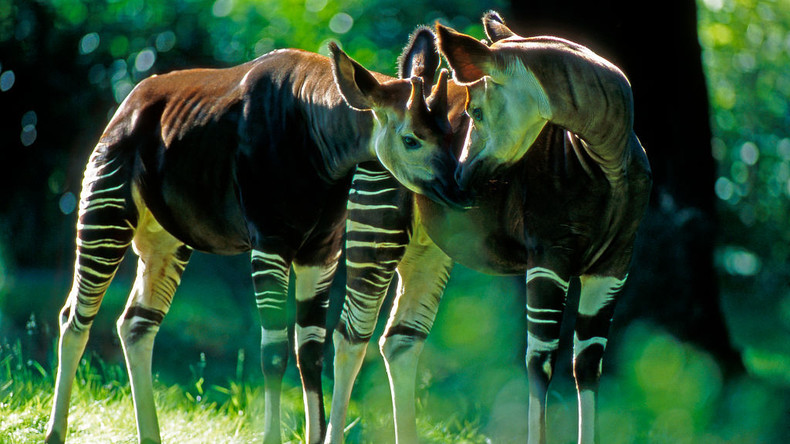 RDC : l’insécurité, le braconnage et l’orpaillage illégal menacent la survie de l’okapi
