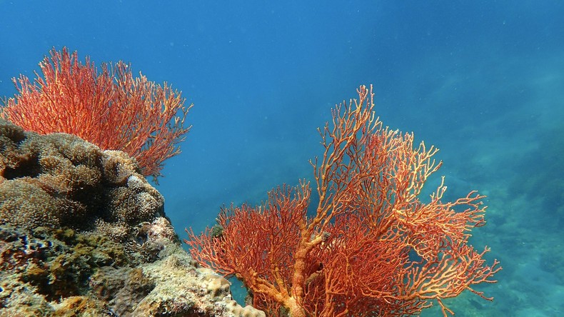 Tunisie : la pêche au corail rouge interdite jusqu’au 31 décembre 2026