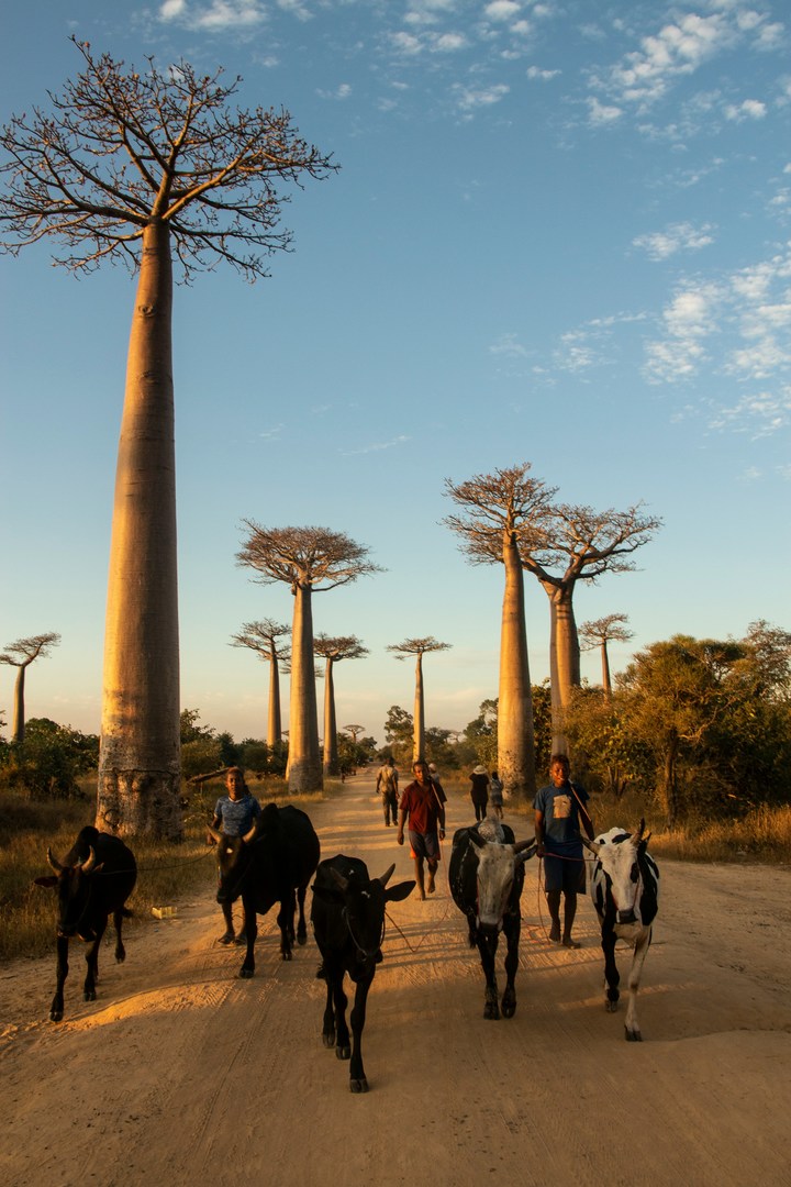 Madagascar : un risque de forte sécheresse avant des pluies excédentaires