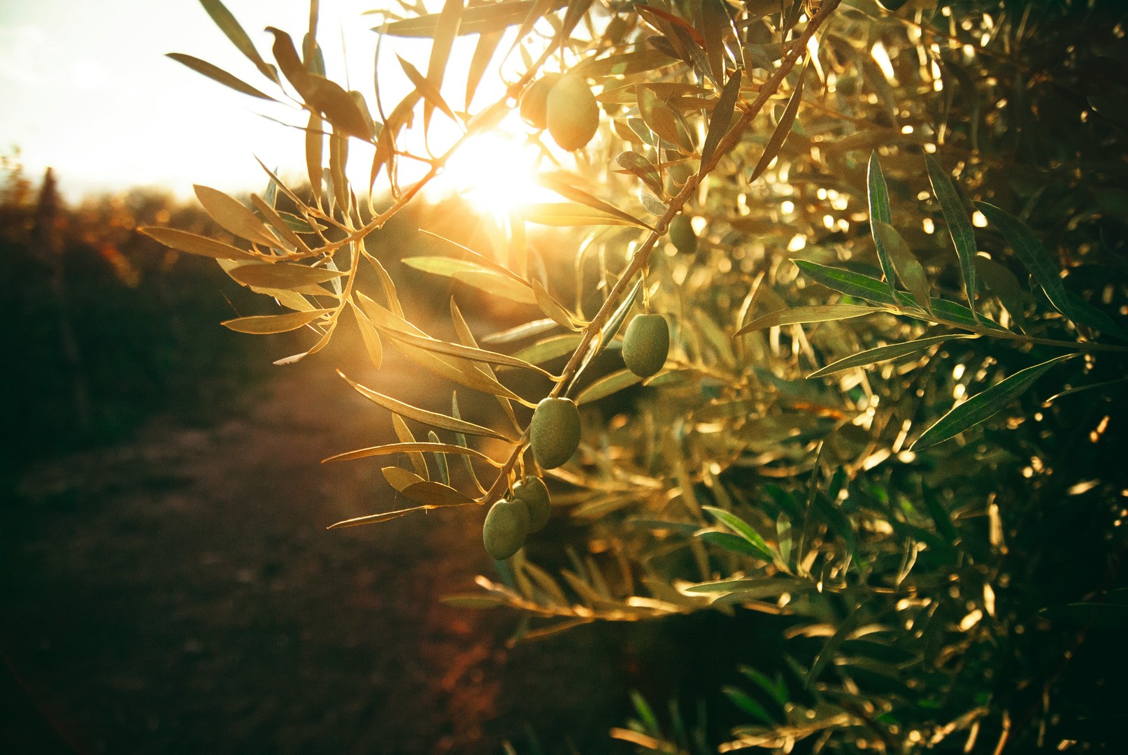 Tunisie : la production d’olives attendue en forte baisse