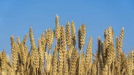 Crise agricole en Ukraine : Varsovie et Bucarest ferment la porte à de nouvelles aides à l'exportation des céréales
