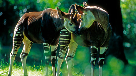 L’okapi, mammifère endémique des forêts tropicales de la RDC