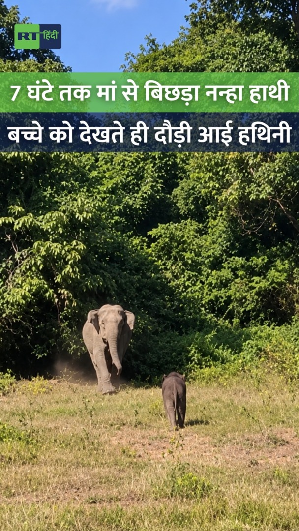 वन विभाग ने कराया मां और नन्हे हाथी का मिलन, पश्चिम बंगाल का दिल छू लेने वाली वीडियो