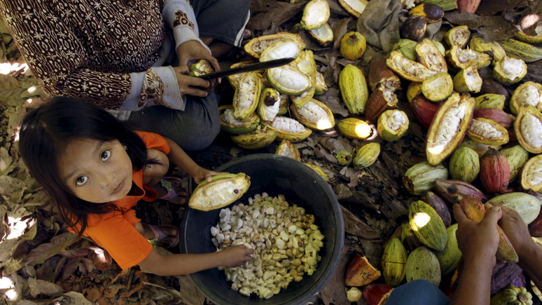 Das Erste: на плантациях какао в Африке по-прежнему активно задействуют детский труд