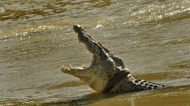 Times: древние крокодилы ходили на двух ногах