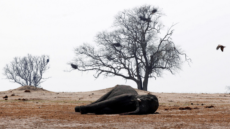 Independent: причина массовой гибели слонов в Африке покрыта тайной