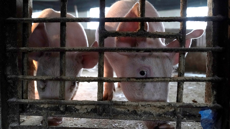 Das Erste: у свиней обнаружили иммунитет к коронавирусу