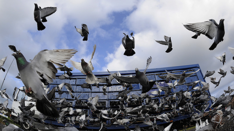 Guardian: «роковая ошибка» — крупнейшая гонка спортивных голубей в мире омрачена гибелью более десятка птиц
