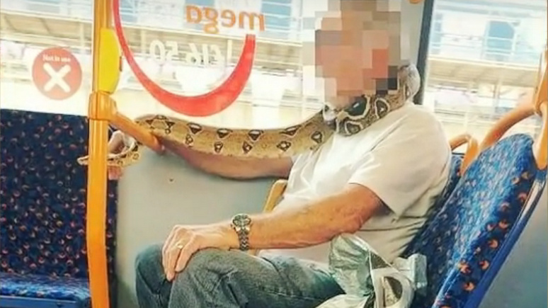 Sky News: пассажир автобуса на Манчестер использовал живую змею вместо маски