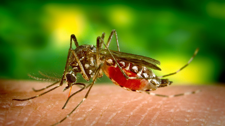 DE: из-за аномальной жары Францию атаковали распространяющие тропические вирусы комары