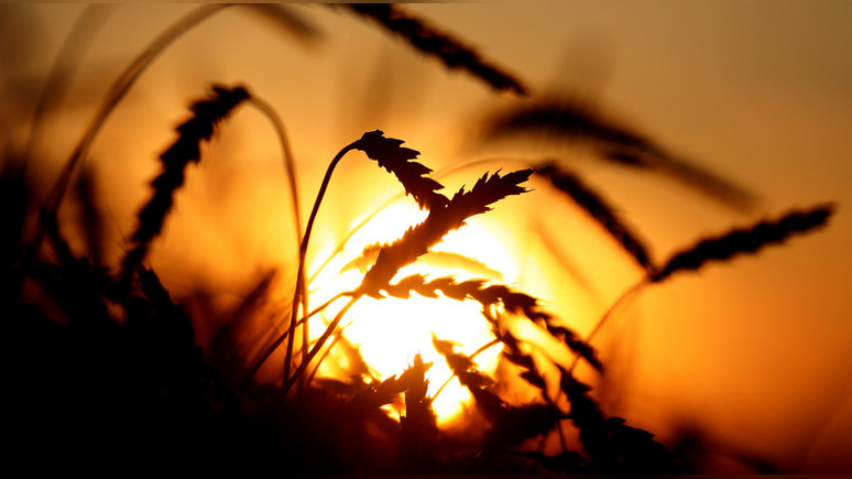 Bloomberg: урожайный сезон позволит России укрепить своё господство на мировом рынке пшеницы