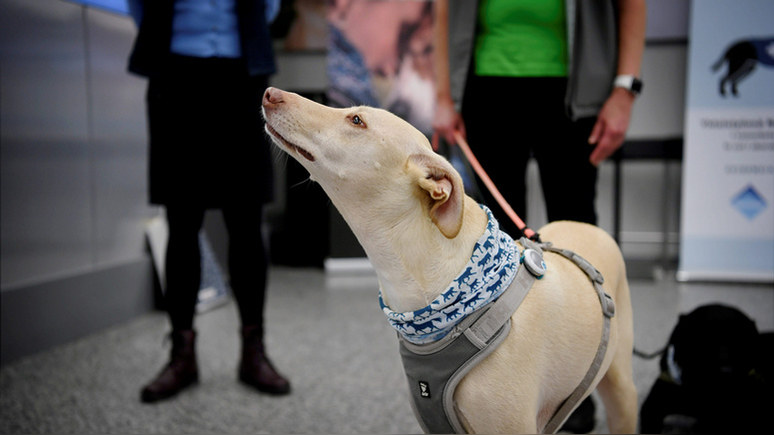 Guardian: «почти стопроцентная точность» — в Финляндии привлекли собак для выявления COVID-19