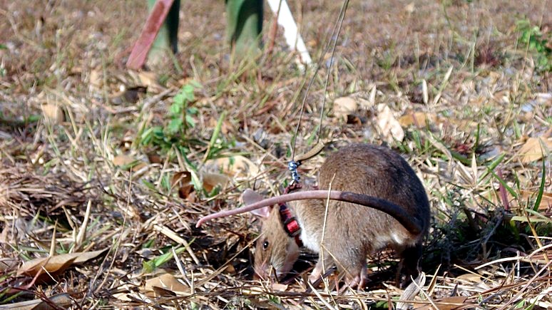 Guardian: высшую награду Великобритании для животных впервые получила крыса