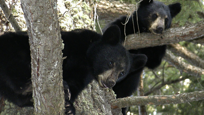 Mainichi Shimbun: японцев атакует новое поколение непуганых медведей