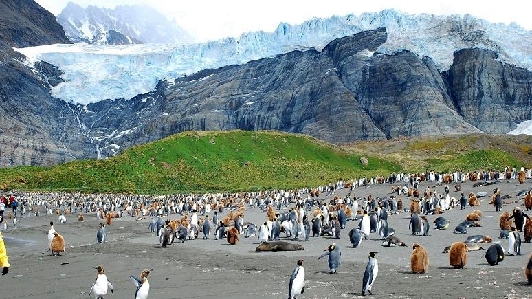 Guardian: гигантский айсберг угрожает заповеднику пингвинов и тюленей