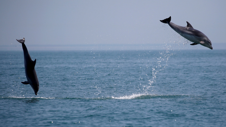DE: США заподозрили Северную Корею в дрессировке боевых дельфинов