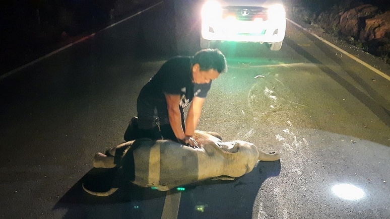 DT: необычный пациент — спасателю в Таиланде пришлось делать массаж сердца слонёнку, сбитому мотоциклистом