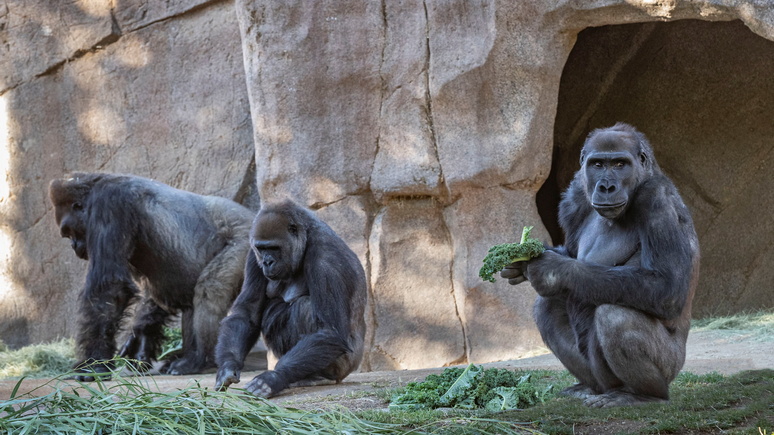 CNN: заразились от человека — у горилл в зоопарке впервые обнаружили коронавирус