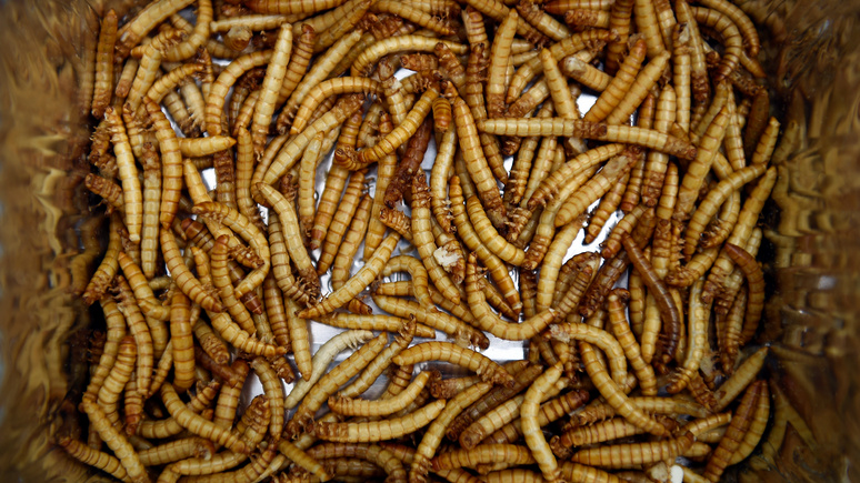 Guardian: экологичный источник белка — мучных червей в Европе намерены использовать в продуктах питания