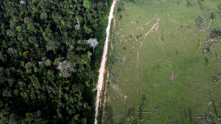 Le Monde: экологи объяснили связь между вырубкой лесов и пандемией