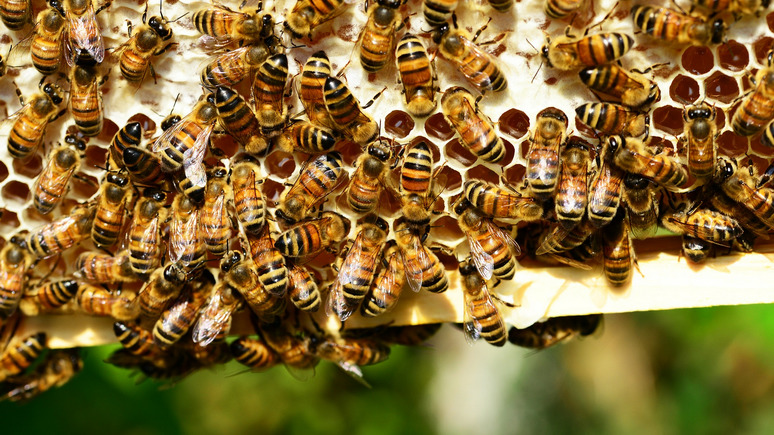 Не всякая пчела долетит до Британии — Guardian о бизнесмене, который рискует потерять 15 миллионов пчёл после брексита 