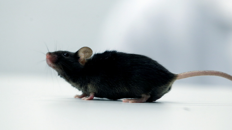 France info: Восточная Австралия страдает от небывалого нашествия мышей