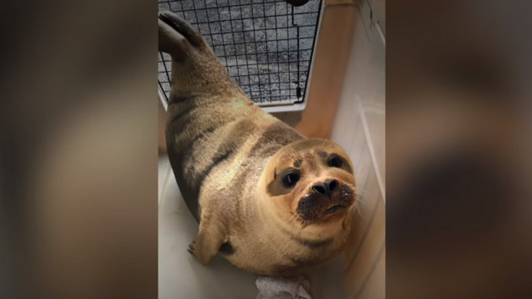 DT: британцы лишились «национального достояния» — после нападения собаки тюленя Фредди Меркьюри пришлось усыпить