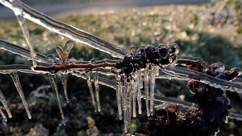 Times: рекордные заморозки грозят катастрофой французским виноделам 