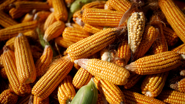 24 канал: США обгоняют Украину по экспорту кукурузы в Китай 