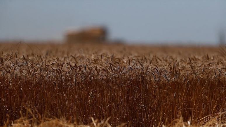 DWN: рекордный рост цен на зерно рискует ударить по карманам потребителей по всему миру