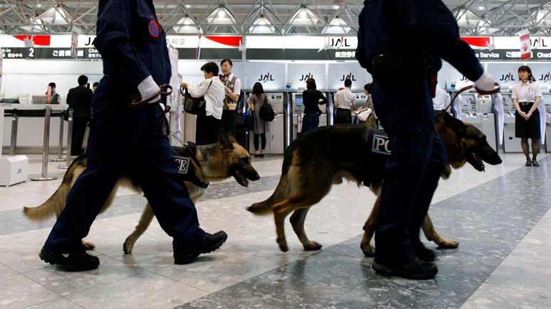 Washington Times: в аэропорту Майами коронавирус будут выявлять с помощью специально обученных собак