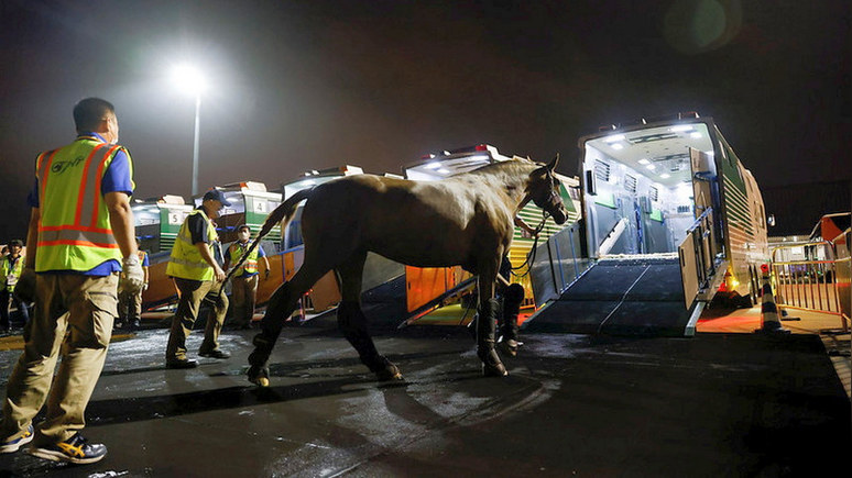 Insider: лошади прилетели — для доставки на Олимпиаду в Токио животных обеспечили паспортами и питанием