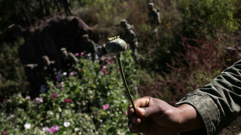 WSJ предупредила о политических рисках для «Талибана» от запрета на выращивание опиумного мака