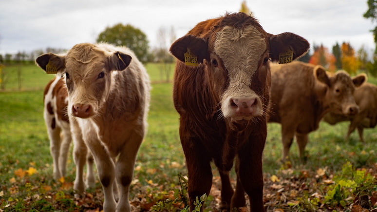 Guardian: эксперты призвали сократить потребление мяса ради спасения планеты