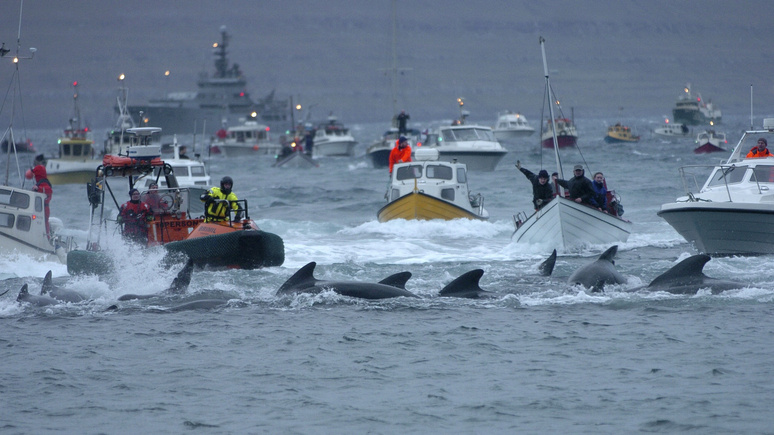 Das Erste: «скотобойня под открытым небом» — охота на дельфинов у Фарерских островов вызвала критику и ужас