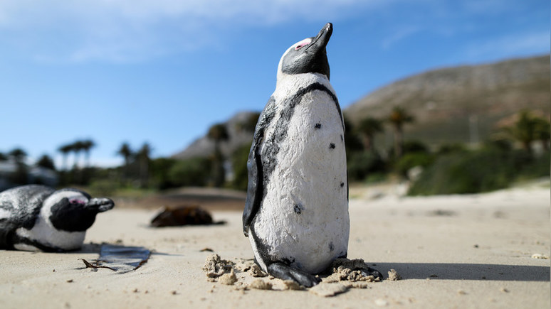Times: разъярённые пчёлы насмерть искусали десятки редких пингвинов в ЮАР