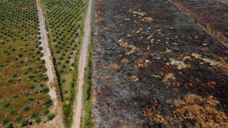Лидеры мира решили бороться с исчезновением лесов — но читателей Le Figaro это не обнадёжило