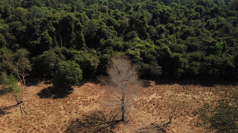 SZ: подписать не значит исполнить — эксперты усомнились в успехе декларации о защите лесов 