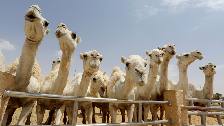 Insider: на конкурсе красоты верблюдов в Саудовской Аравии 40 претендентов были дисквалифицированы из-за ботокса 