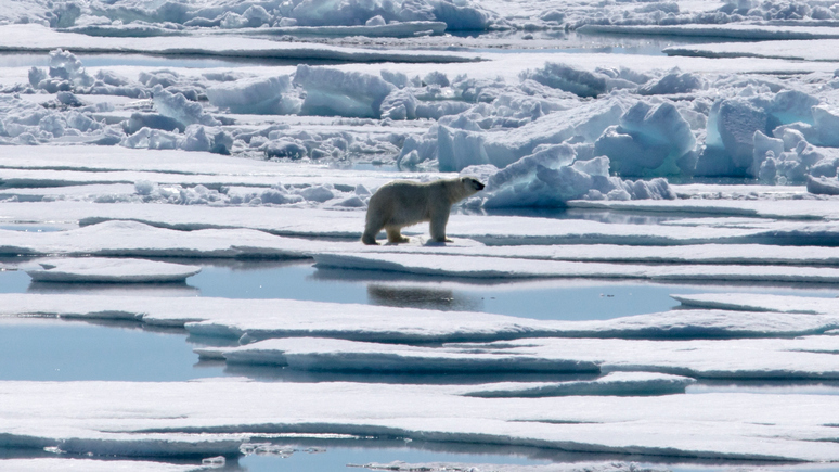 DT: белые медведи бегут из США в Россию из-за таяния льдов