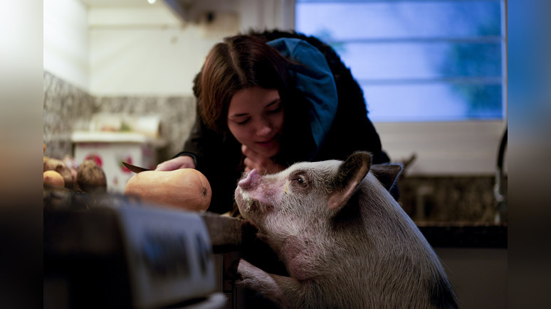Deutschlandfunk: в Германии собираются клонировать генно-модифицированных свиней для трансплантации органов